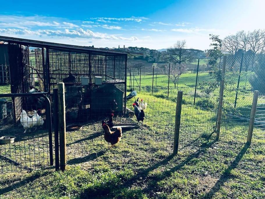 La Piccola Fattoria Nella Campagna Umbra Badiola (Perugia)